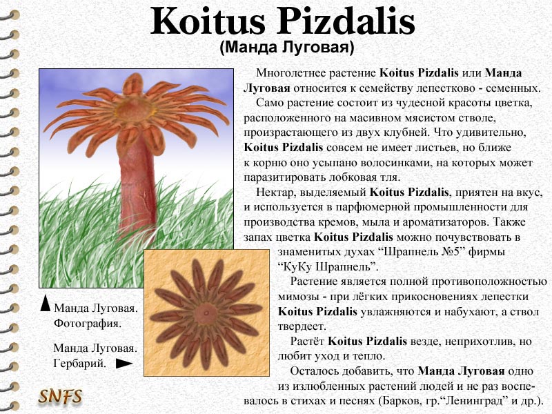 Koitus Pizdalis / коллаж, юмор, Koitus Pizdalis, манда луговая, растение, ц...